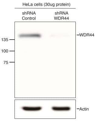 Western Blot: WDR44 Antibody [NB100-68250] - WDR44 was silenced with shRNA lentivirus in HeLa cells. WDR44 was evaluated by immunoblot in cells treated with shRNA control and shRNA WDR44. Image from verified customer review.