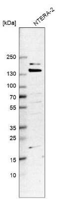 Western Blot: WDR44 Antibody [NBP1-85048] - Analysis in human cell line NTERA-2.