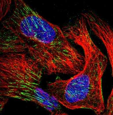 Immunocytochemistry/ Immunofluorescence WDR47 Antibody