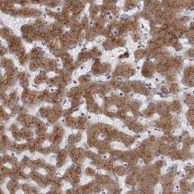 Immunohistochemistry-Paraffin WDR47 Antibody - BSA Free