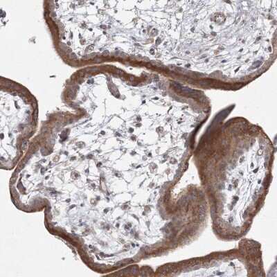 Immunohistochemistry-Paraffin WDR49 Antibody - BSA Free