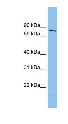 Western Blot: WDR49 Antibody [NBP1-70746] - A549 cell lysate, concentration 0.2-1 ug/ml.