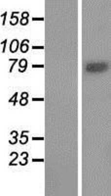Western Blot WDR49 Overexpression Lysate