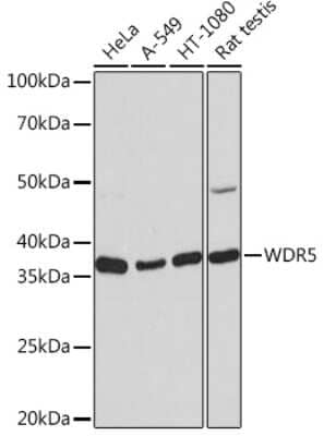 Western Blot: WDR5 Antibody (3S6R9) [NBP3-16162] - Western blot analysis of extracts of various cell lines, using WDR5 Rabbit mAb (NBP3-16162) at 1:1000 dilution. Secondary antibody: HRP Goat Anti-Rabbit IgG (H+L) at 1:10000 dilution. Lysates/proteins: 25ug per lane. Blocking buffer: 3% nonfat dry milk in TBST. Detection: ECL Basic Kit. Exposure time: 10s.