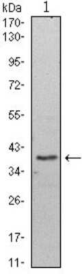 Western Blot: WDR5 Antibody (7B11) [NBP1-51629] - Western blot analysis using WDR5 mouse mAb against Hela (1) cell lysate.
