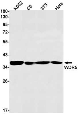 Western Blot: WDR5 Antibody (S05-4D3) [NBP3-14984] - Western blot detection of WDR5 in K562, C6, 3T3, Hela cell lysates using WDR5 Rabbit mAb (1:1000 diluted). Predicted band size: 37kDa. Observed band size: 37kDa.