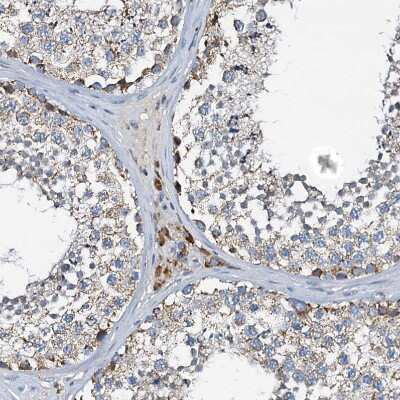 Immunohistochemistry-Paraffin: WDR51A Antibody [NBP1-88008] - Staining of human testis shows strong granular cytoplasmic positivity in Leydig cells.