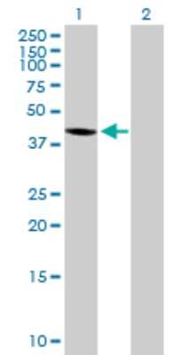 Western Blot: WDR51A Antibody [H00025886-B01P] - Analysis of WDR51A expression in transfected 293T cell line by WDR51A polyclonal antibody.  Lane 1: WDR51A transfected lysate(40.15 KDa). Lane 2: Non-transfected lysate.