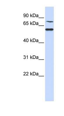 Western Blot WDR51B Antibody - BSA Free