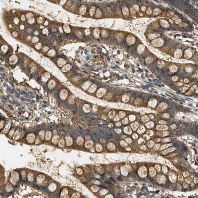 Immunohistochemistry-Paraffin: WDR53 Antibody [NBP1-82758] - Staining of human small intestine shows cytoplasmic positivity in glandular cells.