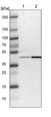 Western Blot: WDR53 Antibody [NBP1-82758] - Lane 1: NIH-3T3 cell lysate (Mouse embryonic fibroblast cells). Lane 2: NBT-II cell lysate (Rat Wistar bladder tumor cells).