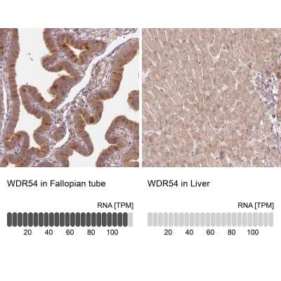 Immunohistochemistry-Paraffin: WDR54 Antibody [NBP1-82275] - Staining in human fallopian tube and liver tissues using anti-WDR54 antibody. Corresponding WDR54 RNA-seq data are presented for the same tissues.