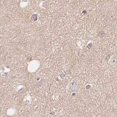 Immunohistochemistry-Paraffin: WDR54 Antibody [NBP1-82275] - Staining of human cerebral cortex.