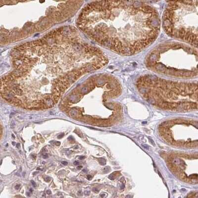 Immunohistochemistry-Paraffin: WDR54 Antibody [NBP1-82275] - Staining of human kidney.