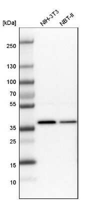 Western Blot: WDR57 Antibody [NBP1-92585] - Analysis in mouse cell line NIH-3T3 and rat cell line NBT-II.