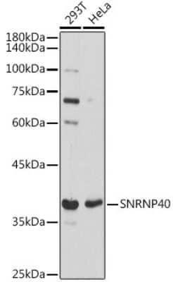 Western Blot WDR57 Antibody - Azide and BSA Free