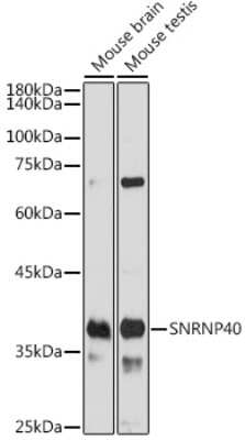 Western Blot WDR57 Antibody - Azide and BSA Free