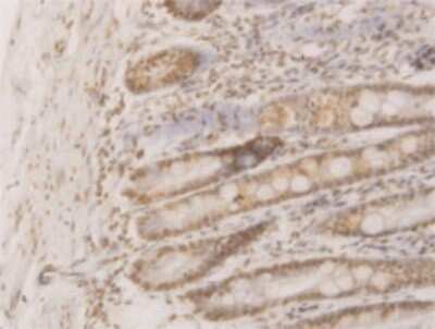 Immunohistochemistry-Paraffin: WDR58 Antibody (1F6) [H00079228-M01] - Analysis of monoclonal antibody to WDR58 on formalin-fixed paraffin-embedded human small Intestine. Antibody concentration 3 ug/ml.