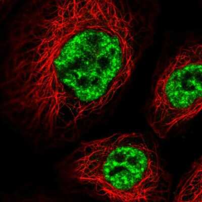 Immunocytochemistry/ Immunofluorescence WDR58 Antibody - BSA Free