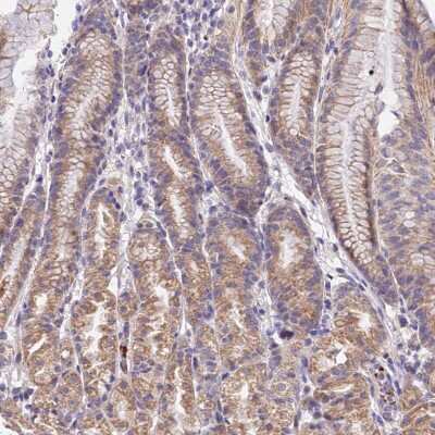 Immunohistochemistry-Paraffin WDR5B Antibody - BSA Free