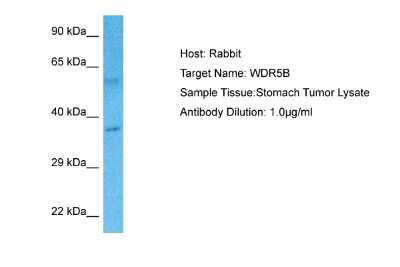 Western Blot WDR5B Antibody - BSA Free