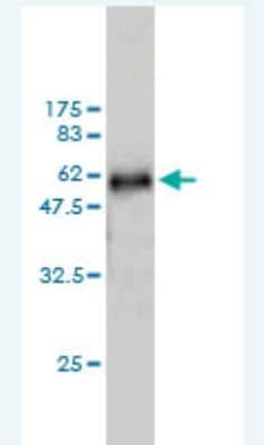 Western Blot: WDR6 Antibody (2D4) [H00011180-M01] - Detection against Immunogen (57.53 KDa) .