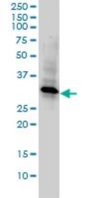 Western Blot: WDR61 Antibody (3E5-1A12) [H00080349-M01] - REC14 monoclonal antibody (M01), clone 3E5-1A12 Analysis of REC14 expression in Hela.
