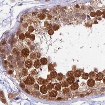 Immunohistochemistry-Paraffin: WDR61 Antibody [NBP1-80845] - Staining of human testis.