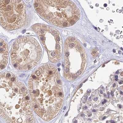 Immunohistochemistry-Paraffin: WDR61 Antibody [NBP1-80845] - Staining of human kidney.