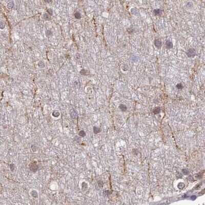 Immunohistochemistry-Paraffin: WDR61 Antibody [NBP1-80845] - Staining of human cerebral cortex.