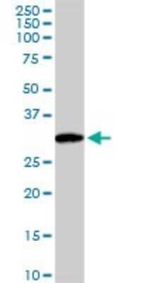 Western Blot: WDR61 Antibody [H00080349-D01P] - Analysis of WDR61 expression in mouse brain.