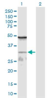 Western Blot: WDR61 Antibody [H00080349-D01P] - Analysis of WDR61 expression in transfected 293T cell line by WDR61 polyclonal antibody.Lane 1: WDR61 transfected lysate(33.60 KDa).Lane 2: Non-transfected lysate.
