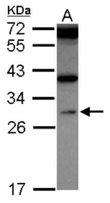 Western Blot: WDR61 Antibody [NBP2-20896] - Sample (30 ug of whole cell lysate) A: HepG2 12% SDS PAGE gel, diluted at 1:500.