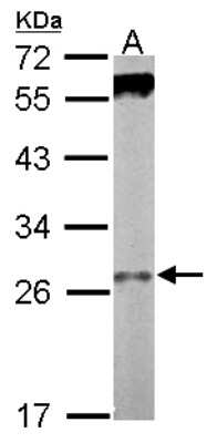 Western Blot: WDR61 Antibody [NBP2-20896] - Sample (50 ug of whole cell lysate) A: mouse stomach, 12% SDS PAGE gel, diluted at 1:1000.