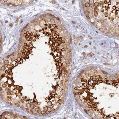 Immunohistochemistry-Paraffin: WDR62 Antibody [NBP2-48788] - Staining of human testis shows high expression.