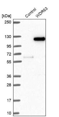 Western Blot WDR63 Antibody - BSA Free