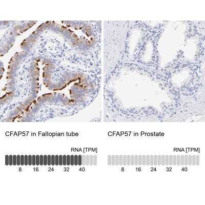 <b>Orthogonal Strategies Validation. </b>Immunohistochemistry-Paraffin: WDR65 Antibody [NBP1-82009] - Staining in human fallopian tube and prostate tissues using anti-CFAP57 antibody. Corresponding CFAP57 RNA-seq data are presented for the same tissues.