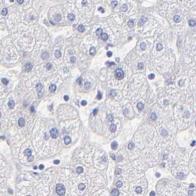 Immunohistochemistry-Paraffin: WDR65 Antibody [NBP1-82009] - Staining of human liver.
