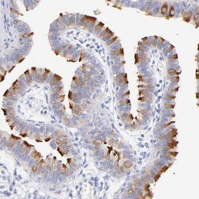 Immunohistochemistry-Paraffin: WDR65 Antibody [NBP1-82009] - Staining of human Fallopian tube shows strong positivity in cilia in glandular cells.