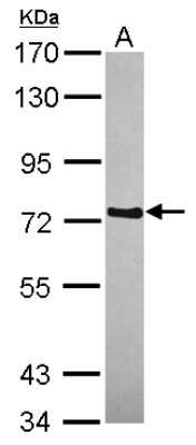Western Blot: WDR65 Antibody [NBP2-20898] - Sample (30 ug of whole cell lysate) A: A431 7. 5% SDS PAGE gel, diluted at 1:1000.