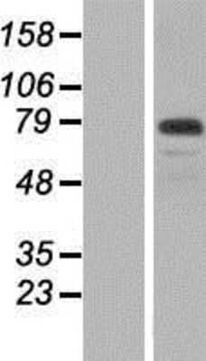 Western Blot: WDR65 Overexpression Lysate (Adult Normal) [NBP2-05355] Left-Empty vector transfected control cell lysate (HEK293 cell lysate); Right -Over-expression Lysate for WDR65.