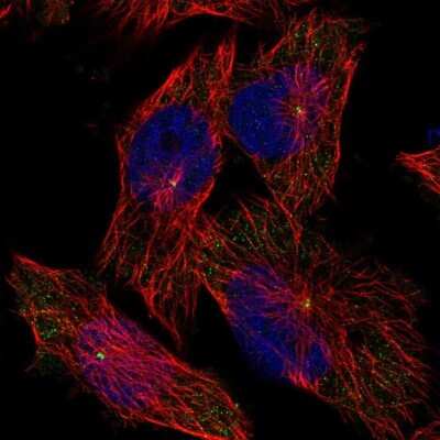 Immunocytochemistry/Immunofluorescence: WDR67 Antibody [NBP1-81818] - Immunofluorescent staining of human cell line U-251 MG shows localization to centrosome.
