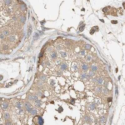 Immunohistochemistry-Paraffin: WDR68 Antibody [NBP1-92589] - Staining of human testis.