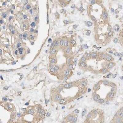 Immunohistochemistry-Paraffin: WDR68 Antibody [NBP1-92589] - Staining of human kidney.