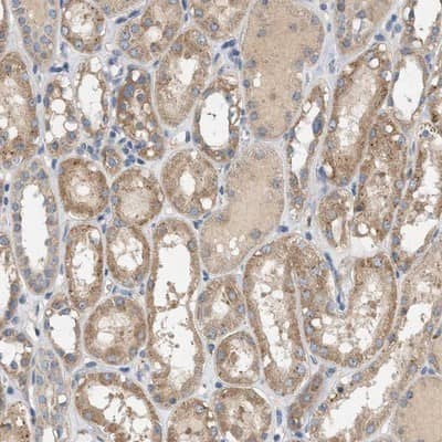 Immunohistochemistry-Paraffin: WDR68 Antibody [NBP1-92590] - Staining of human kidney shows moderate cytoplasmic positivity in cells in tubules.