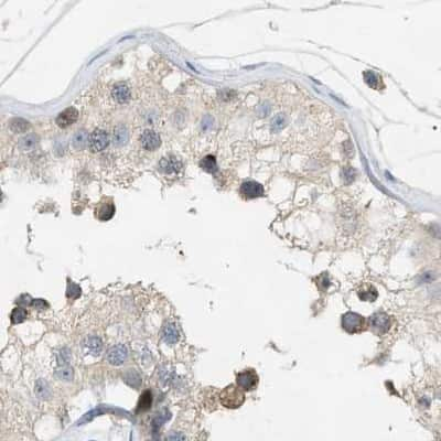 Immunohistochemistry-Paraffin: WDR68 Antibody [NBP1-92590] - Staining of human testis.