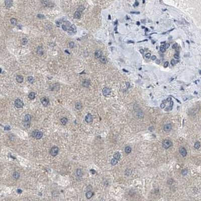 Immunohistochemistry-Paraffin: WDR68 Antibody [NBP1-92590] - Staining of human liver.