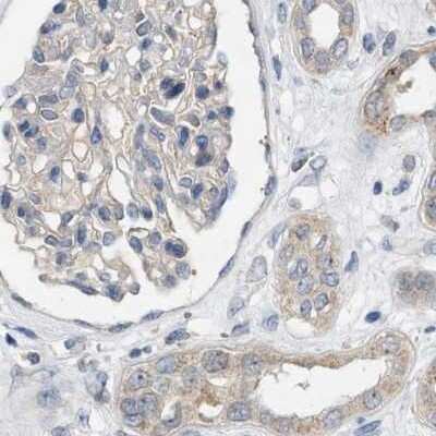 Immunohistochemistry-Paraffin: WDR68 Antibody [NBP1-92590] - Staining of human kidney.