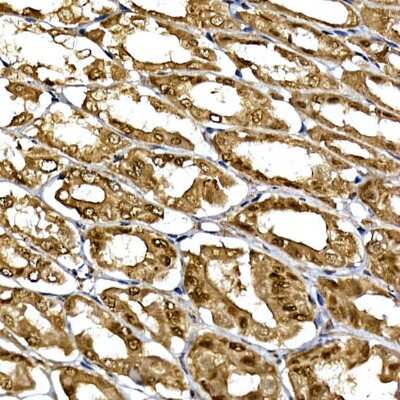 Immunohistochemistry-Paraffin: WDR68 Antibody [NBP2-95210] - Immunohistochemistry of paraffin-embedded mouse stomach using WDR68 Rabbit pAb (NBP2-95210) at dilution of 1:150 (40x lens). Perform high pressure antigen retrieval with 10 mM citrate buffer pH 6.0 before commencing with IHC staining protocol.