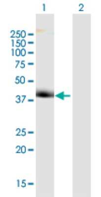 Western Blot: WDR68 Antibody [H00010238-B01P] - Analysis of WDR68 expression in transfected 293T cell line by WDR68 polyclonal antibody.  Lane 1: WDR68 transfected lysate(37.62 KDa). Lane 2: Non-transfected lysate.